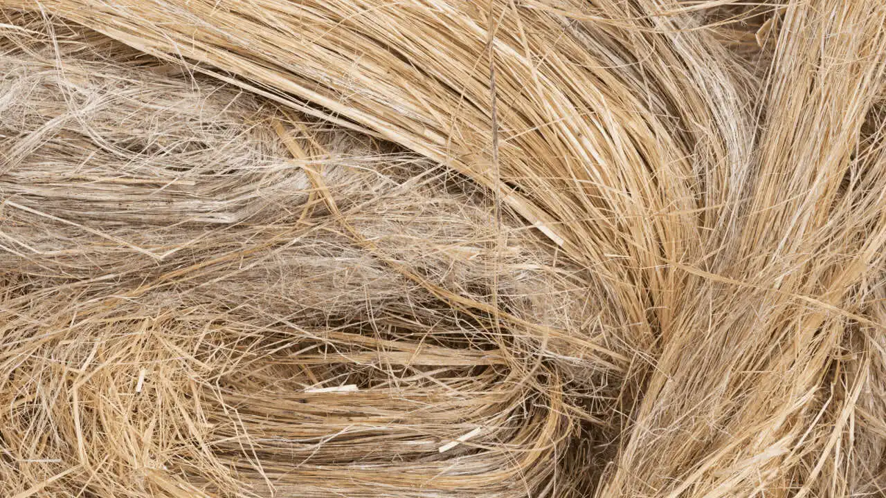 Banana Fibre & Yarns